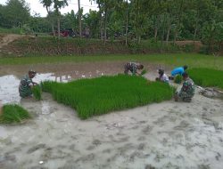 Kejar Target Tanam, Babinsa Gesi Terjun ke Sawah Bantu Petani Cabut Bibit Padi