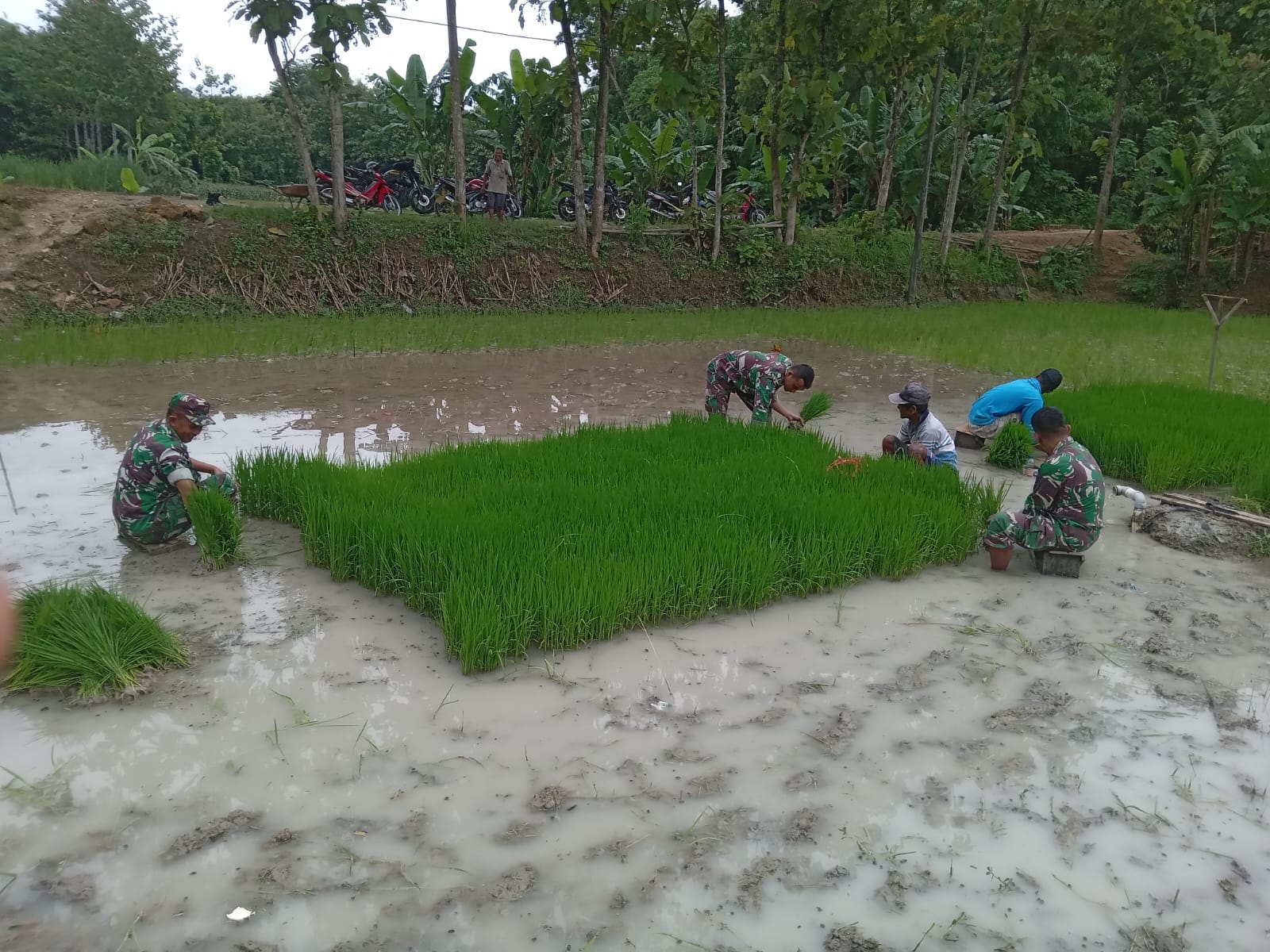 Kejar Target Tanam, Babinsa Gesi Terjun ke Sawah Bantu Petani Cabut Bibit Padi