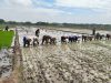 Sawah Ngarum Mulai Ramai Musim Tanam, Babinsa Turun Dampingi Petani Kejar Produktivitas