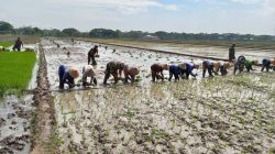 Sawah Ngarum Mulai Ramai Musim Tanam, Babinsa Turun Dampingi Petani Kejar Produktivitas