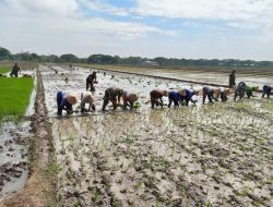 Sawah Ngarum Mulai Ramai Musim Tanam, Babinsa Turun Dampingi Petani Kejar Produktivitas