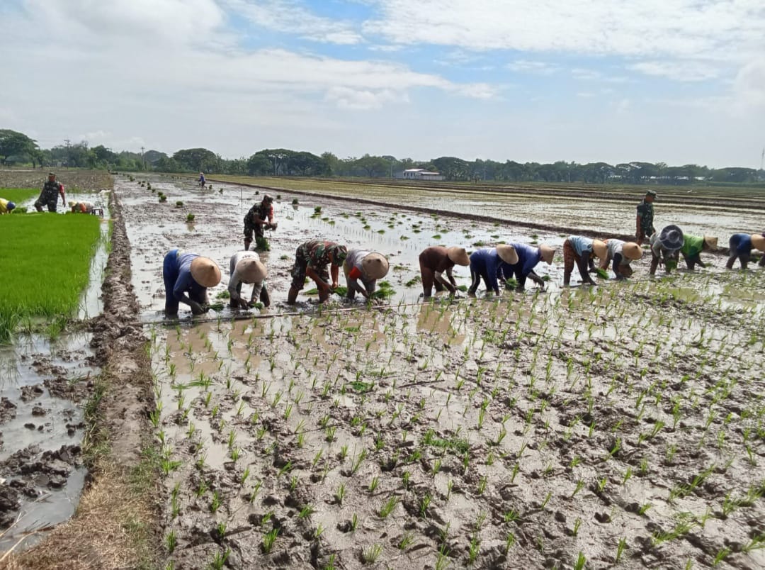 Sawah Ngarum Mulai Ramai Musim Tanam, Babinsa Turun Dampingi Petani Kejar Produktivitas