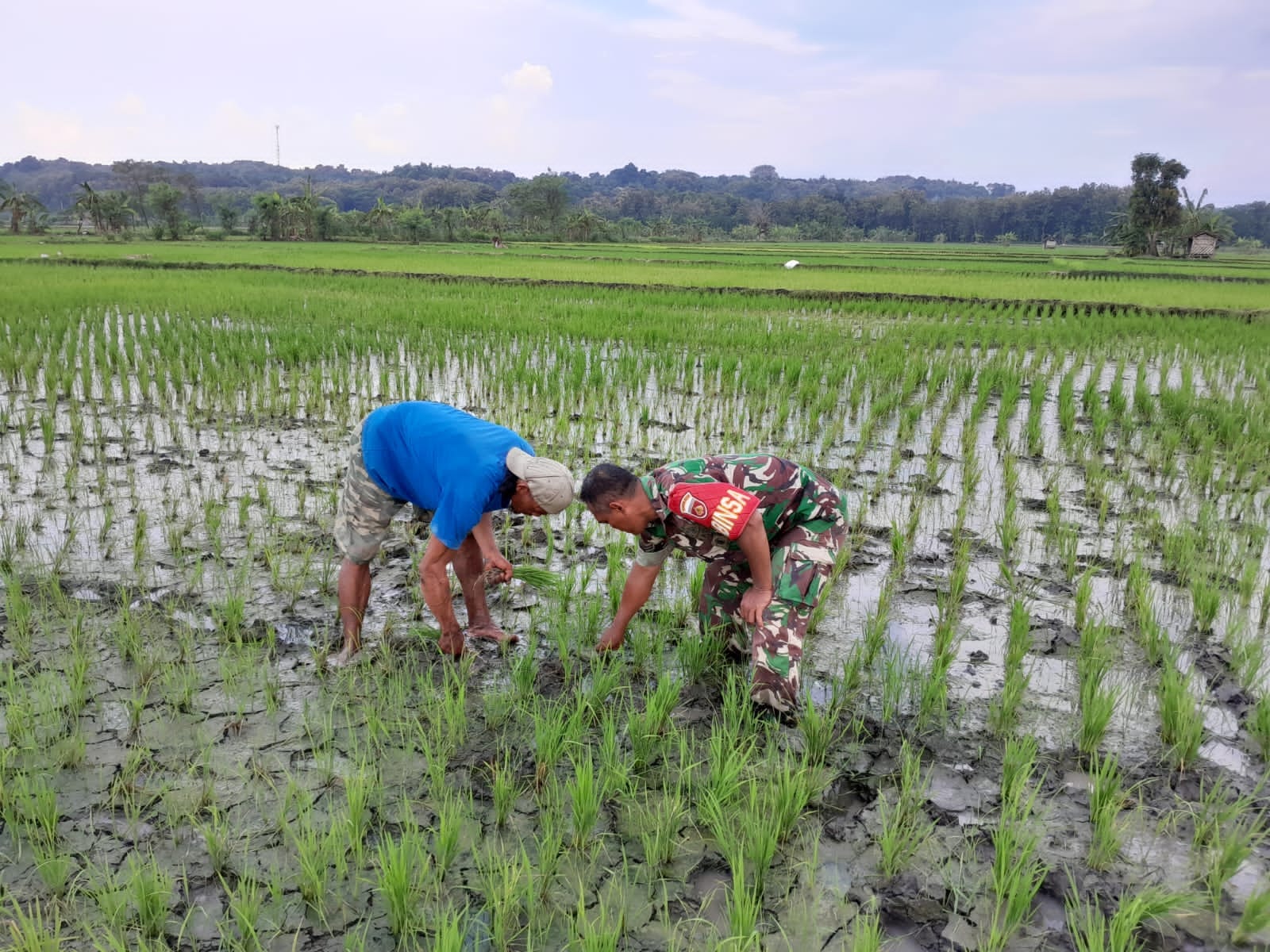 Babinsa Bantu Petani Bersihkan Gulma, Optimalkan Pertumbuhan Padi