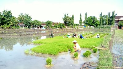 Mengawal Awal Musim Tanam dari Hampara Bibit Inpari 32 Mengawal Awal Musim Tanam dari Hampara Bibit Inpari 32