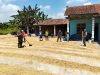 Babinsa Gesi Kawal Pasca panen, Jemur Gabah demi Jaga Mutu Beras