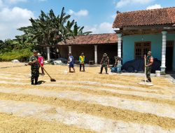 Babinsa Gesi Kawal Pasca panen, Jemur Gabah demi Jaga Mutu Beras