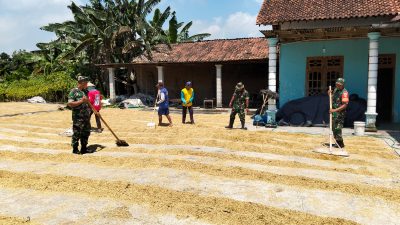 Babinsa Gesi Kawal Pasca panen, Jemur Gabah demi Jaga Mutu Beras Babinsa Gesi Kawal Pasca panen, Jemur Gabah demi Jaga Mutu Beras