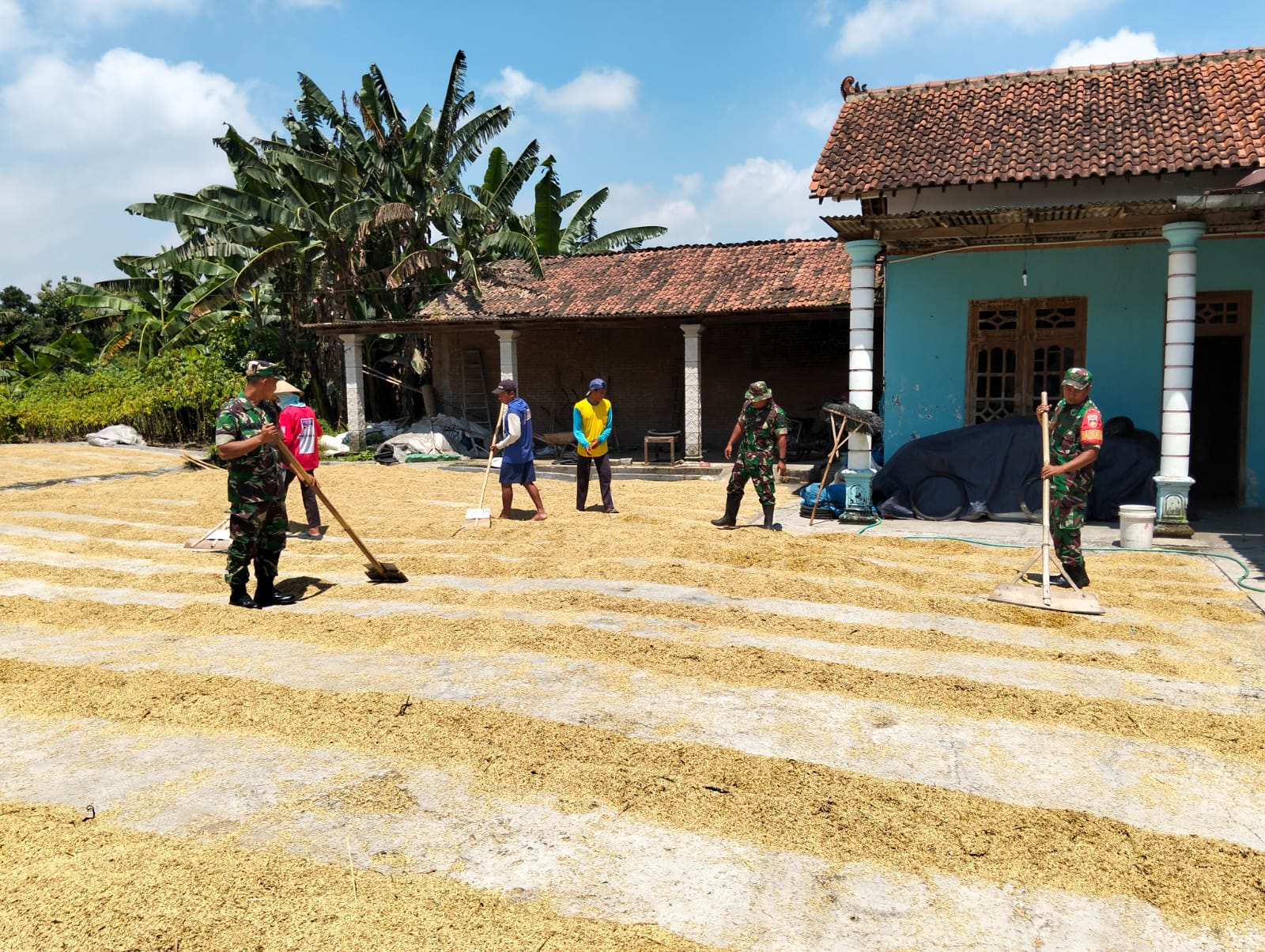 Babinsa Gesi Kawal Pasca panen, Jemur Gabah demi Jaga Mutu Beras