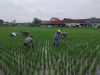Babinsa Kalijambe Tancap Gas Kawal Sawah, Gulma Dibasmi Demi Selamatkan Hasil Panen