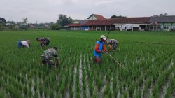 Babinsa Kalijambe Tancap Gas Kawal Sawah, Gulma Dibasmi Demi Selamatkan Hasil Panen Babinsa Kalijambe Tancap Gas Kawal Sawah, Gulma Dibasmi Demi Selamatkan Hasil Panen