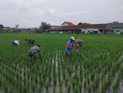 Babinsa Kalijambe Tancap Gas Kawal Sawah, Gulma Dibasmi Demi Selamatkan Hasil Panen