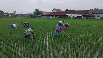 Babinsa Kalijambe Tancap Gas Kawal Sawah, Gulma Dibasmi Demi Selamatkan Hasil Panen Babinsa Kalijambe Tancap Gas Kawal Sawah, Gulma Dibasmi Demi Selamatkan Hasil Panen