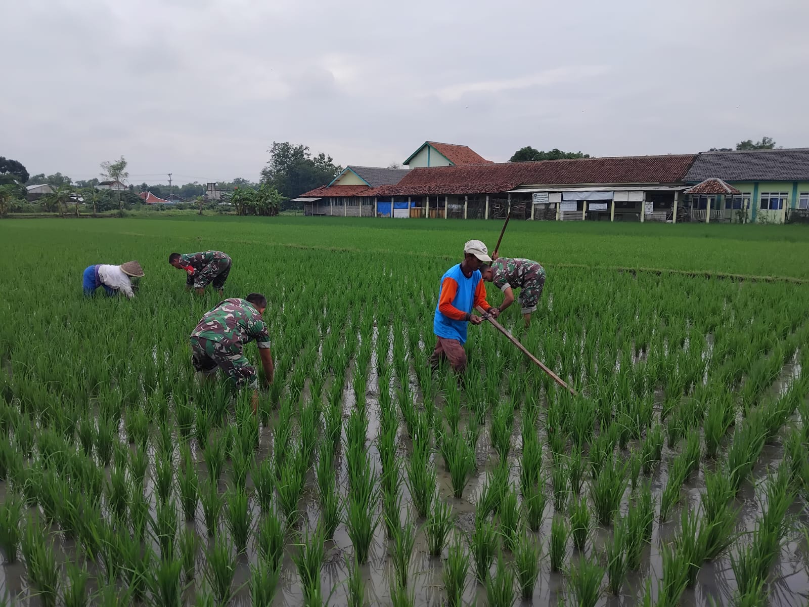 Babinsa Kalijambe Tancap Gas Kawal Sawah, Gulma Dibasmi Demi Selamatkan Hasil Panen