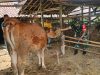 Babinsa Koramil Jenar Dampingi Peternak Sapi, Perkuat Ketahanan Pangan dari Sektor Peternakan
