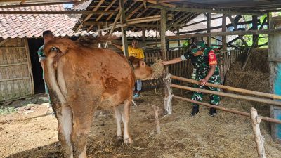 Babinsa Koramil Jenar Dampingi Peternak Sapi, Perkuat Ketahanan Pangan dari Sektor Peternakan Babinsa Koramil Jenar Dampingi Peternak Sapi, Perkuat Ketahanan Pangan dari Sektor Peternakan