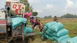 Panen Raya Jadi Harapan, Babinsa Karangmalang Turun ke Sawah Dampingi Petani Panen Raya Jadi Harapan, Babinsa Karangmalang Turun ke Sawah Dampingi Petani