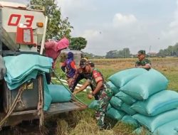 Panen Raya Jadi Harapan, Babinsa Karangmalang Turun ke Sawah Dampingi Petani