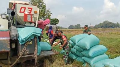 Panen Raya Jadi Harapan, Babinsa Karangmalang Turun ke Sawah Dampingi Petani Panen Raya Jadi Harapan, Babinsa Karangmalang Turun ke Sawah Dampingi Petani