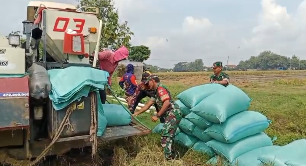 Panen Raya Jadi Harapan, Babinsa Karangmalang Turun ke Sawah Dampingi Petani