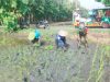 Babinsa Gesi Perkuat Pendampingan Petani Saat Musim Tanam