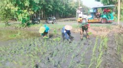 Babinsa Gesi Perkuat Pendampingan Petani Saat Musim Tanam