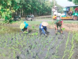 Babinsa Gesi Perkuat Pendampingan Petani Saat Musim Tanam