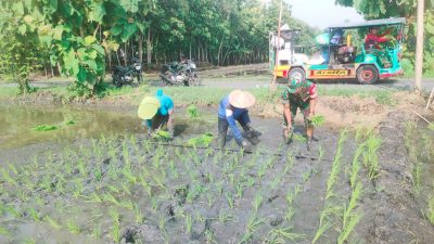 Babinsa Gesi Perkuat Pendampingan Petani Saat Musim Tanam