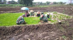 Kejar Target Tanam, Babinsa Gemolong Kawal Petani Jaga Lumbung Pangan Kejar Target Tanam, Babinsa Gemolong Kawal Petani Jaga Lumbung Pangan