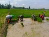 Loreng di Tengah Sawah, Babinsa Kalijambe Kobarkan Semangat Petani Kejar Hasil Panen