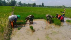 Loreng di Tengah Sawah, Babinsa Kalijambe Kobarkan Semangat Petani Kejar Hasil Panen Loreng di Tengah Sawah, Babinsa Kalijambe Kobarkan Semangat Petani Kejar Hasil Panen