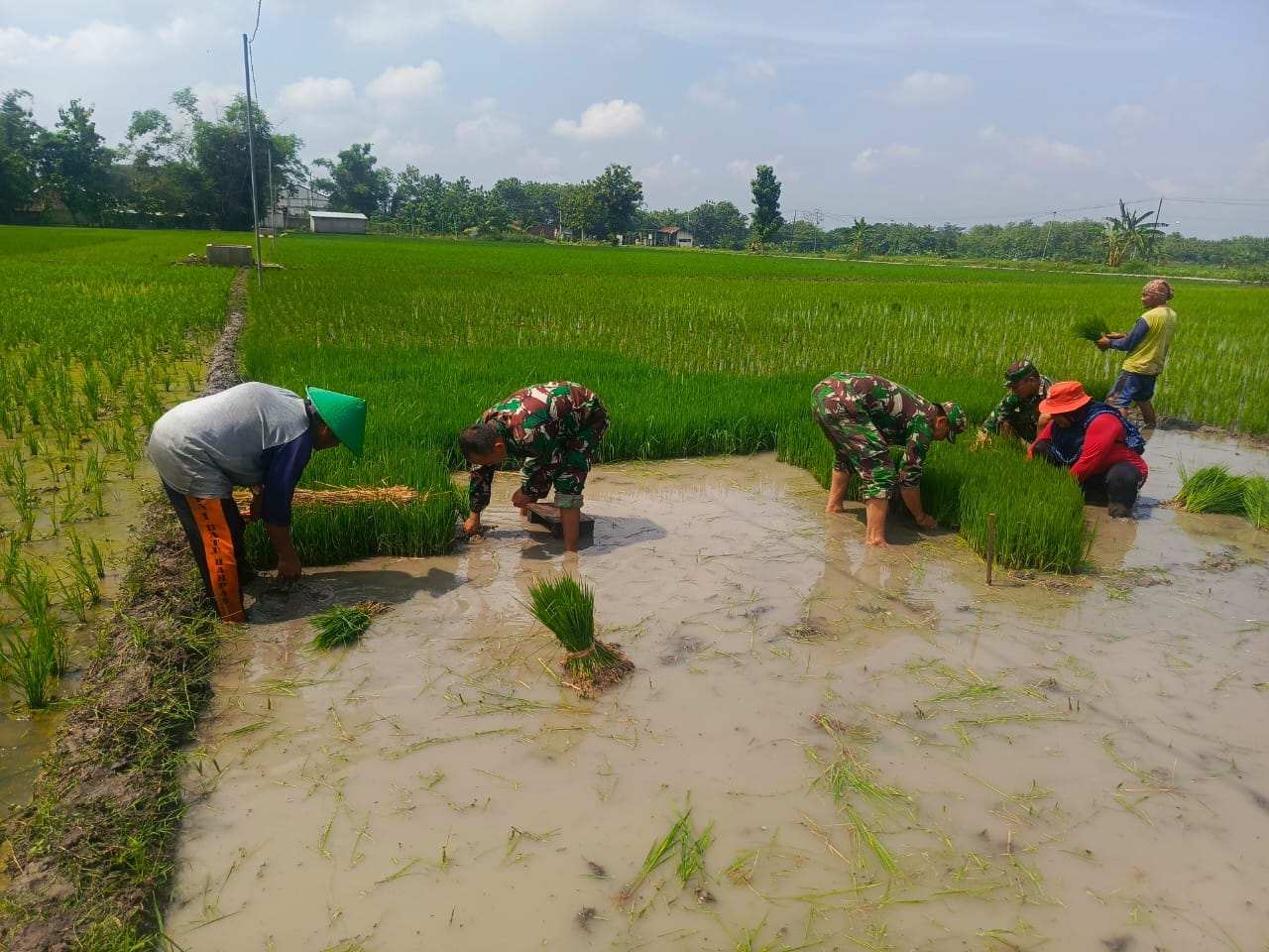 Loreng di Tengah Sawah, Babinsa Kalijambe Kobarkan Semangat Petani Kejar Hasil Panen
