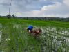 Gulma Mengancam Panen, Babinsa Turun ke Sawah Selamatkan Harapan Petani