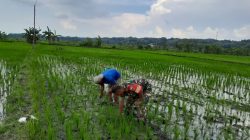 Gulma Mengancam Panen, Babinsa Turun ke Sawah Selamatkan Harapan Petani Gulma Mengancam Panen, Babinsa Turun ke Sawah Selamatkan Harapan Petani