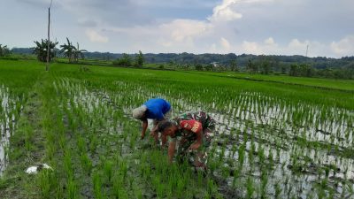 Gulma Mengancam Panen, Babinsa Turun ke Sawah Selamatkan Harapan Petani Gulma Mengancam Panen, Babinsa Turun ke Sawah Selamatkan Harapan Petani