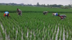 Babinsa Kalijambe Basmi Gulma di Sawah, Dukung Produktivitas Padi Petani Babinsa Kalijambe Basmi Gulma di Sawah, Dukung Produktivitas Padi Petani