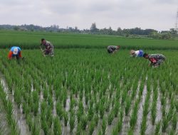 Babinsa Kalijambe Basmi Gulma di Sawah, Dukung Produktivitas Padi Petani