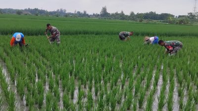 Babinsa Kalijambe Basmi Gulma di Sawah, Dukung Produktivitas Padi Petani Babinsa Kalijambe Basmi Gulma di Sawah, Dukung Produktivitas Padi Petani
