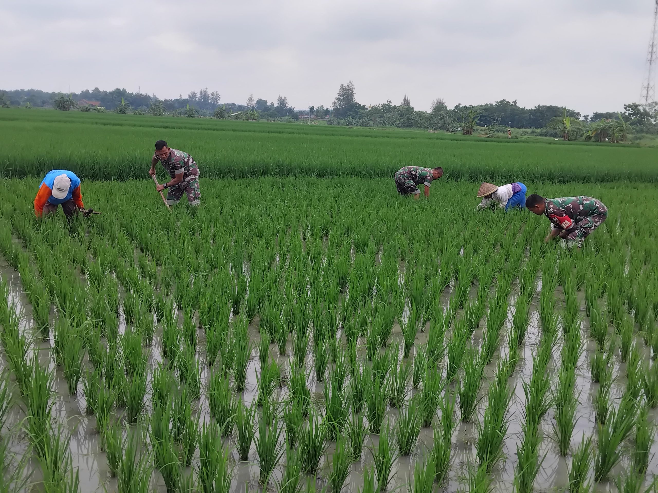 Babinsa Kalijambe Basmi Gulma di Sawah, Dukung Produktivitas Padi Petani
