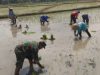 Lumpur di Kaki, Harapan di Hati: Babinsa Miri Tanam Padi Bersama Petani