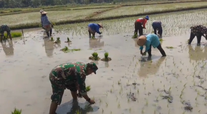 Lumpur di Kaki, Harapan di Hati: Babinsa Miri Tanam Padi Bersama Petani