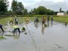 Kejar Swasembada Pangan, Babinsa Karangmalang Terobos Sawah Dampingi Tanam MT III