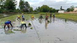 Kejar Swasembada Pangan, Babinsa Karangmalang Terobos Sawah Dampingi Tanam MT III Kejar Swasembada Pangan, Babinsa Karangmalang Terobos Sawah Dampingi Tanam MT III