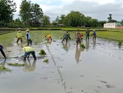 Kejar Swasembada Pangan, Babinsa Karangmalang Terobos Sawah Dampingi Tanam MT III