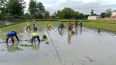 Kejar Swasembada Pangan, Babinsa Karangmalang Terobos Sawah Dampingi Tanam MT III Kejar Swasembada Pangan, Babinsa Karangmalang Terobos Sawah Dampingi Tanam MT III