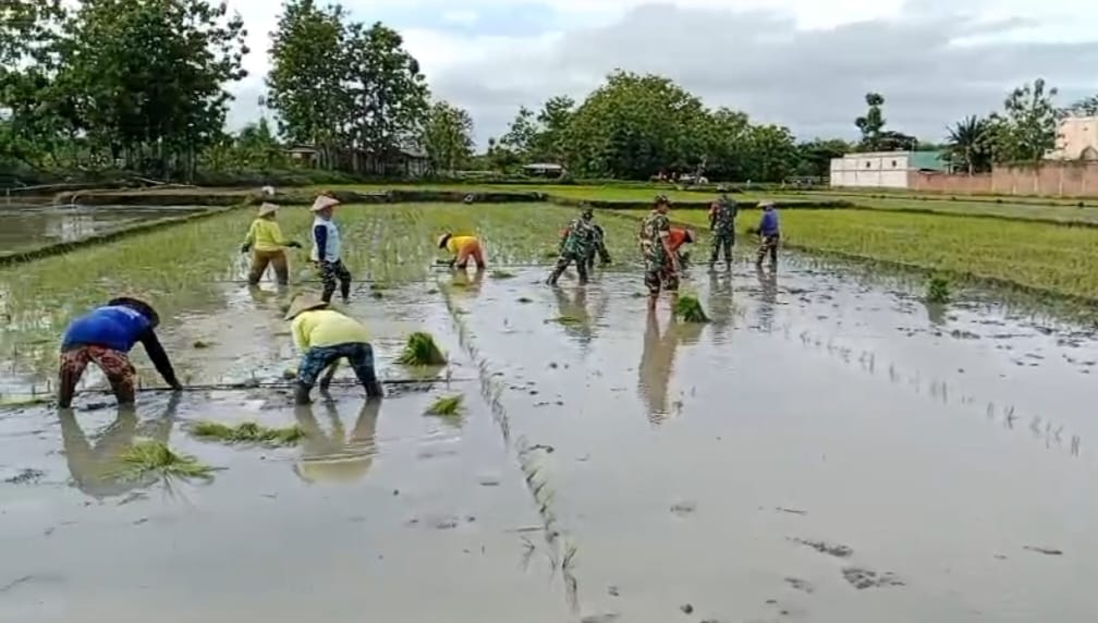 Kejar Swasembada Pangan, Babinsa Karangmalang Terobos Sawah Dampingi Tanam MT III