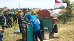 Dari Hamparan Padi Menguning, Babinsa dan Petani Panen Harapan Dari Hamparan Padi Menguning, Babinsa dan Petani Panen Harapan