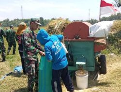 Dari Hamparan Padi Menguning, Babinsa dan Petani Panen Harapan