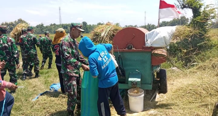 Dari Hamparan Padi Menguning, Babinsa dan Petani Panen Harapan