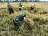 Babinsa Kawal Panen, Petani Plosokerep Optimistis Produktivitas Padi Tetap Terjaga