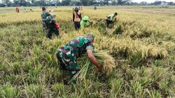 Babinsa Kawal Panen, Petani Plosokerep Optimistis Produktivitas Padi Tetap Terjaga Babinsa Kawal Panen, Petani Plosokerep Optimistis Produktivitas Padi Tetap Terjaga